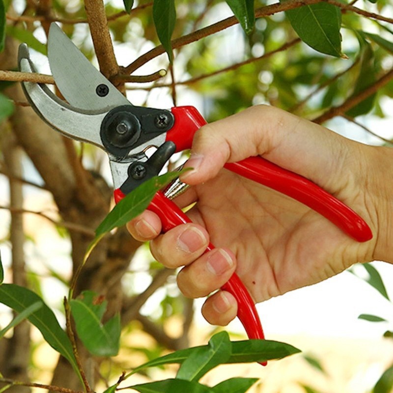 Premium Grafting Pruning Shear - Smart Garden Edging ulasan dan harga