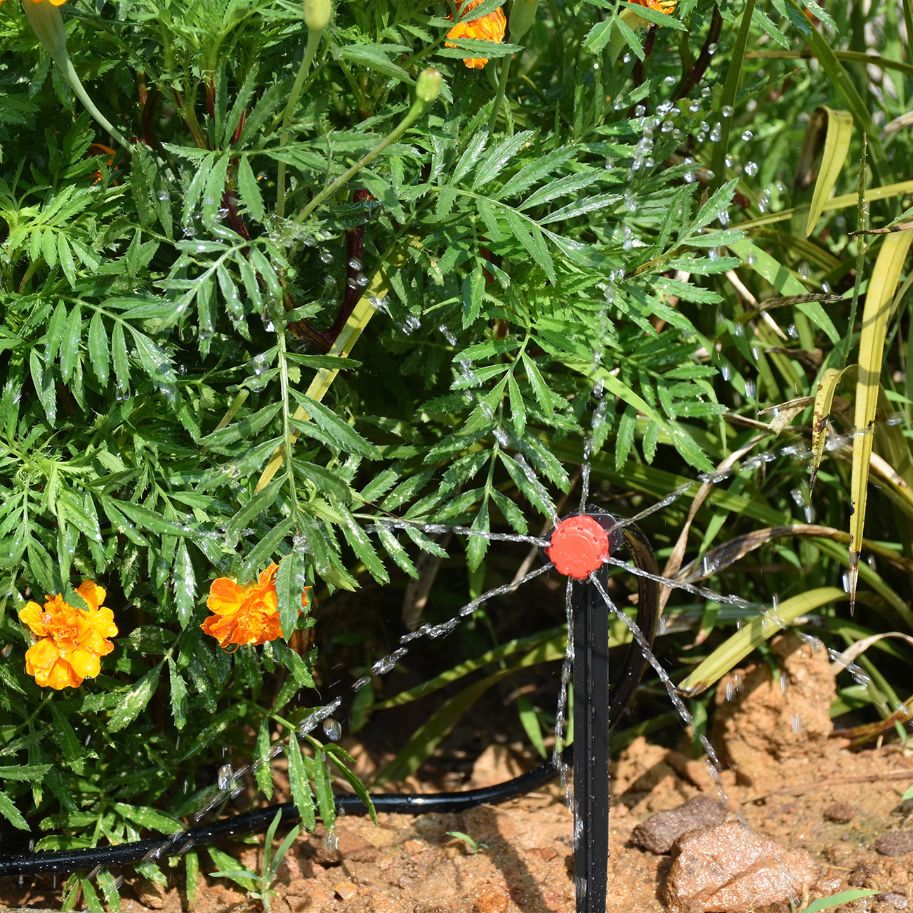 KESLA 5-50M Smart Garden Autom - Smart Garden Domes ulasan dan harga