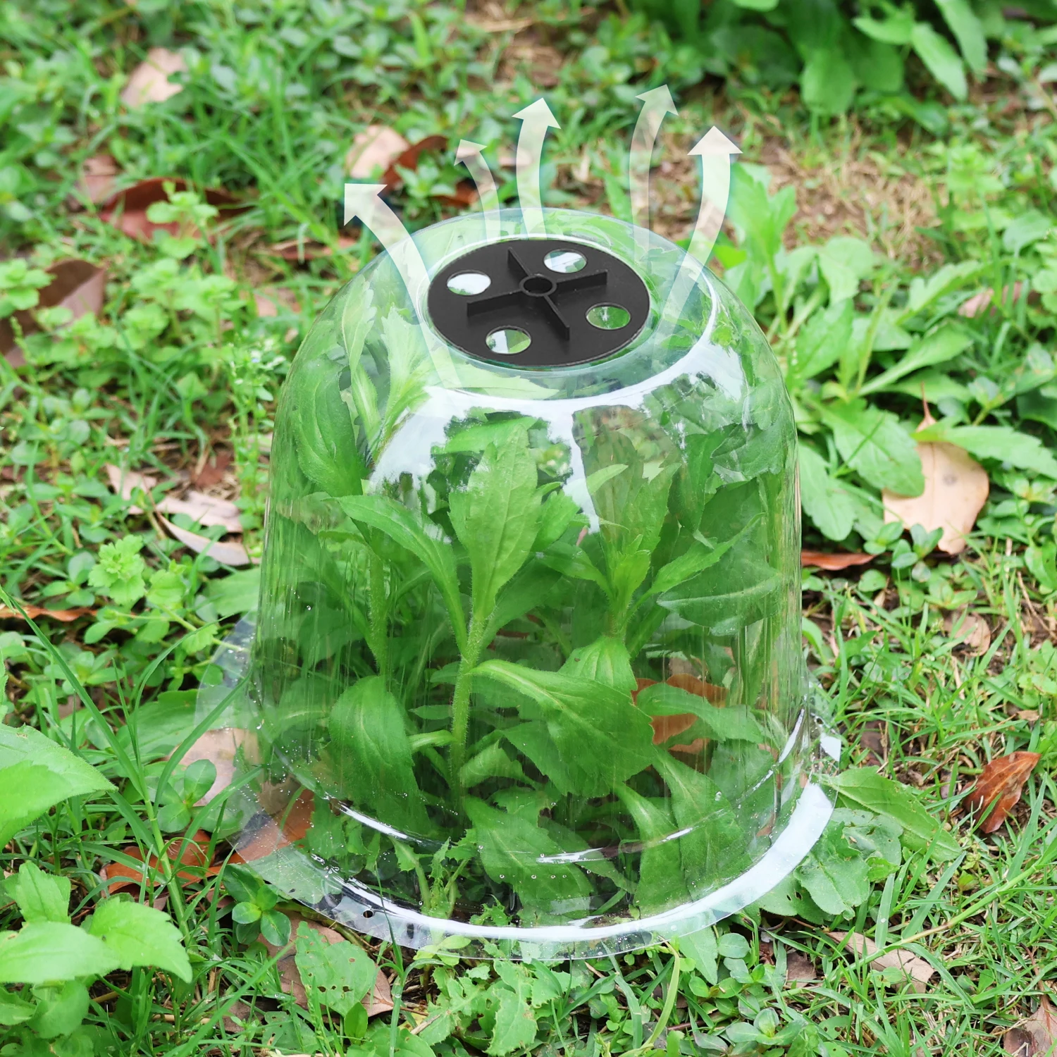 Mini Plastic Greenhouse Frost  - Smart Garden Domes ulasan dan harga